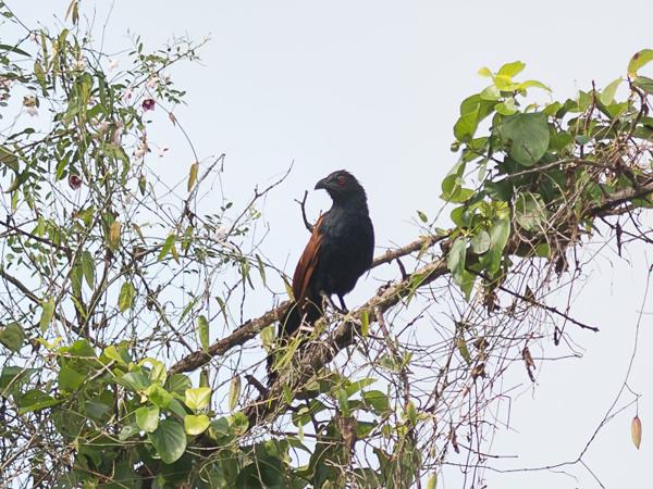 <h3><a href="/trips/srilanka/biota/animalia/chordata/aves/030 cuculiformes/001 cuculidae/centropus sinensis/centropus sinensis-nl.html">Centropus&nbsp;sinensis</a> / Greater&nbsp;coucal / Chinese&nbsp;spoorkoekoek</h3>NIKON D500 met AF-S Nikkor 300mm f/2.8G IF-ED VR II, 1/2000 sec  bij F2.8, ISO 250, afstand 44.6&nbsp;m